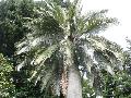 Chilean Wine Palm, Coquito Palm, Honey Palm / Jubaea chilensis 